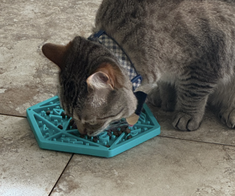 Tabby cat using the D20 mat