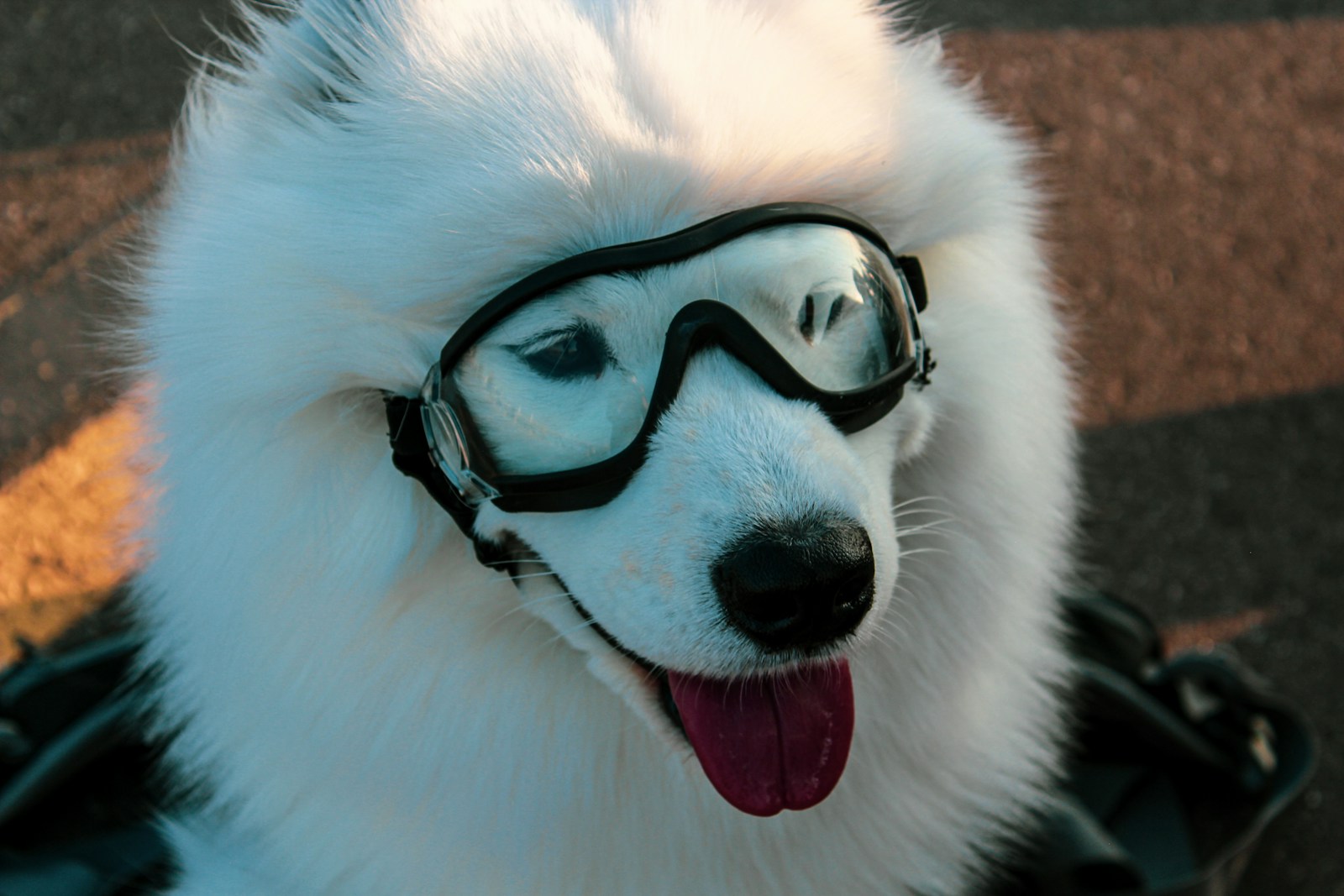 a white dog wearing a pair of goggles