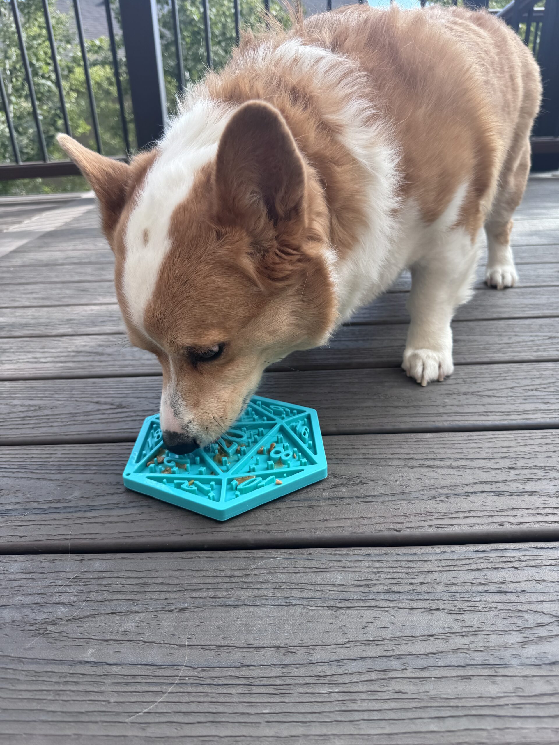 Corgi enjoying a treat on the turquoise Petsoteric D20 Lick Mat